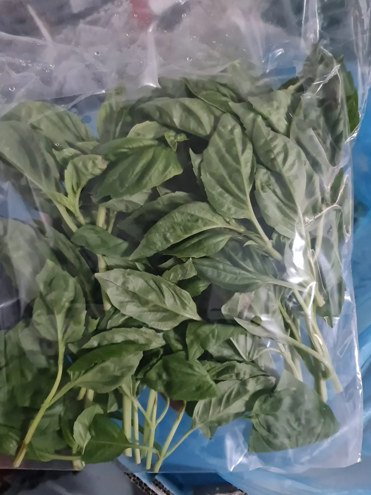 Hojas frescas de albahaca envasadas en bolsa transparente